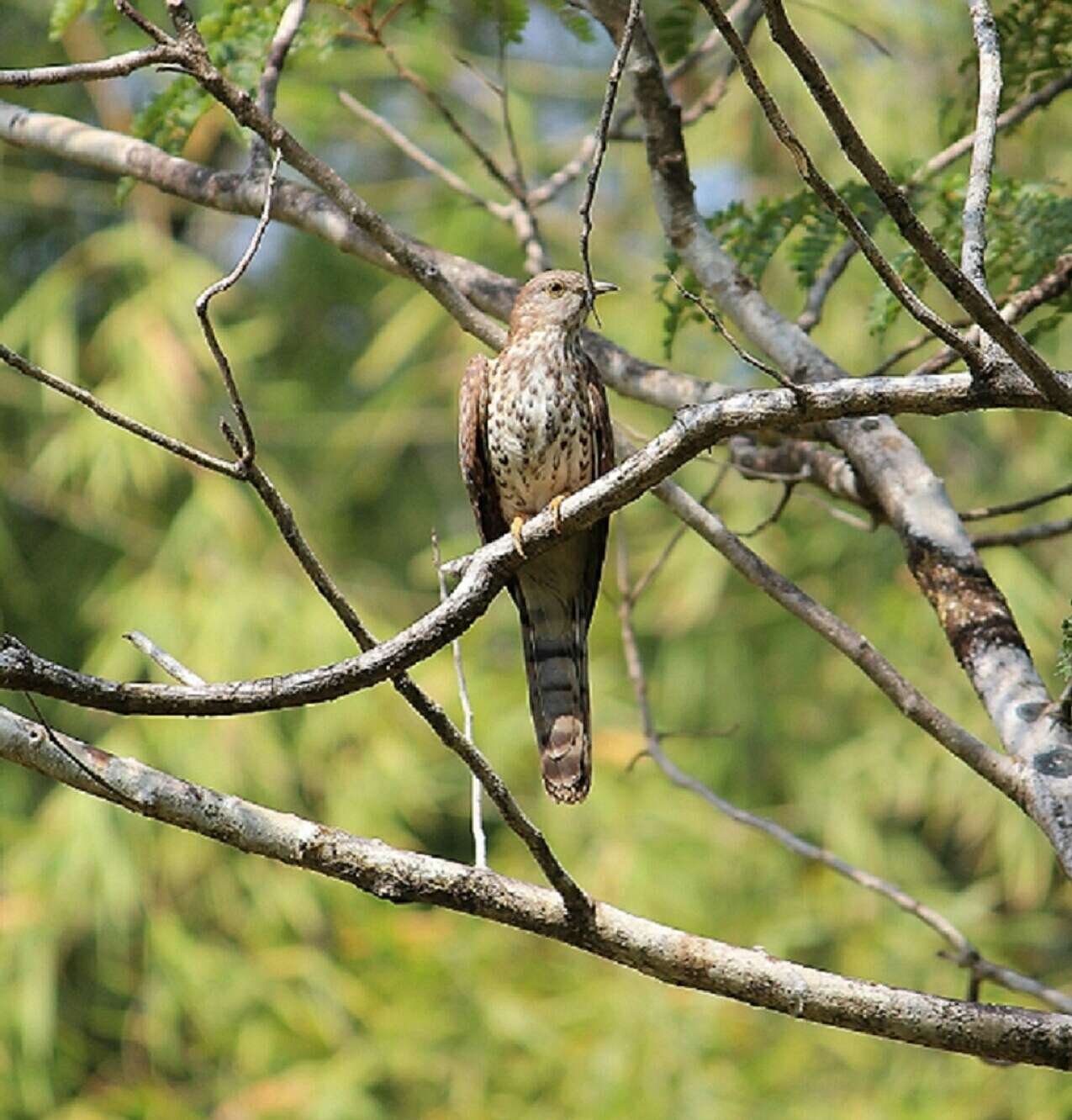 Image of Common Hawk Cuckoo