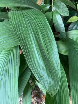 Image of Molineria latifolia (Dryand. ex W. T. Aiton) Herb. ex Kurz