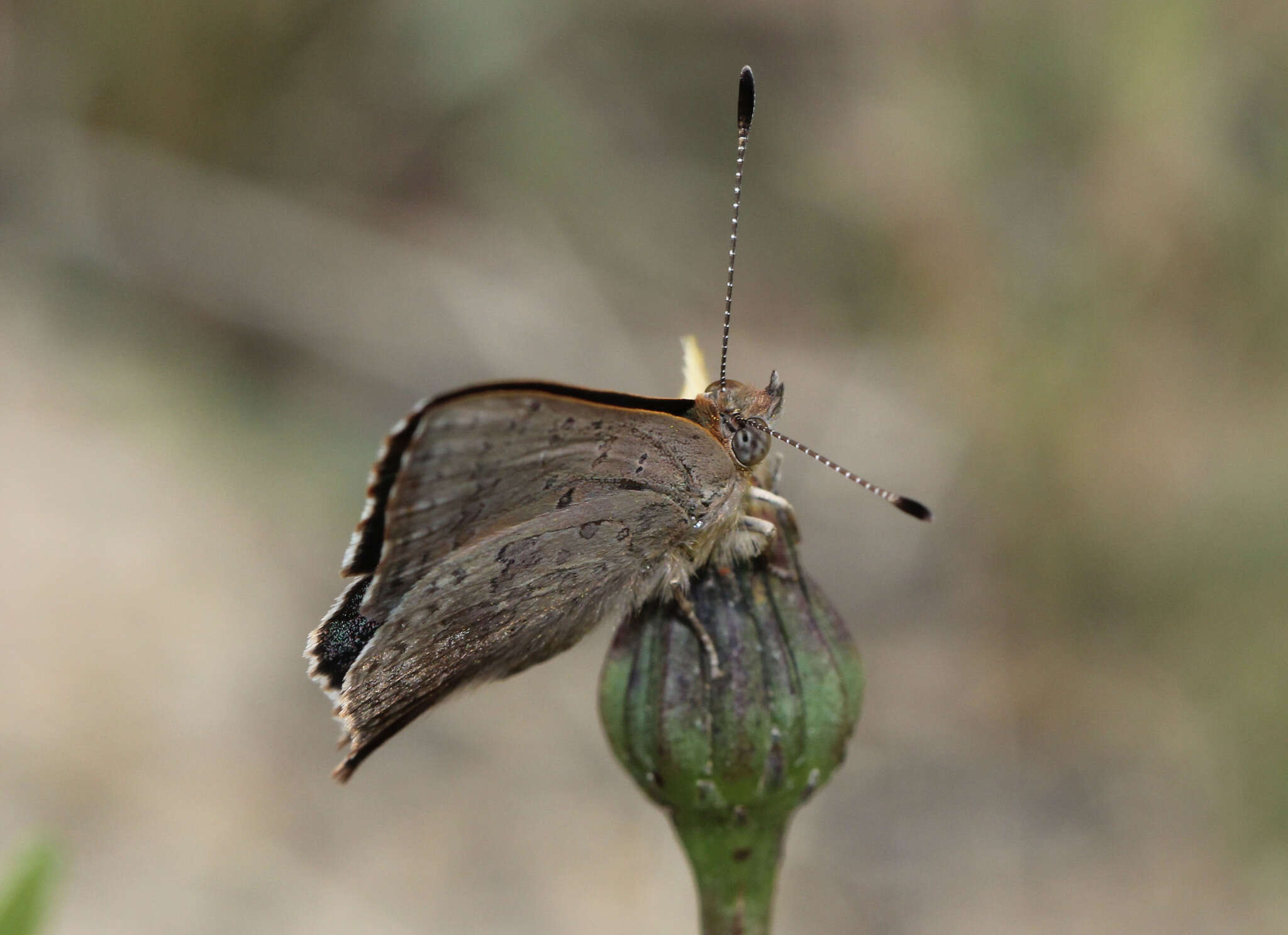 Image of Paralucia aurifer (Blanchard 1848)