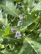 Image of nightshade