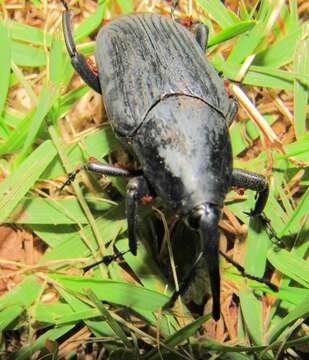 Image of Palm weevil