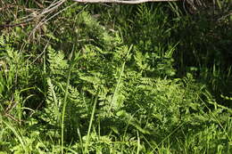 Image of Cheilanthes austrotenuifolia H. M. Quirk & T. C. Chambers