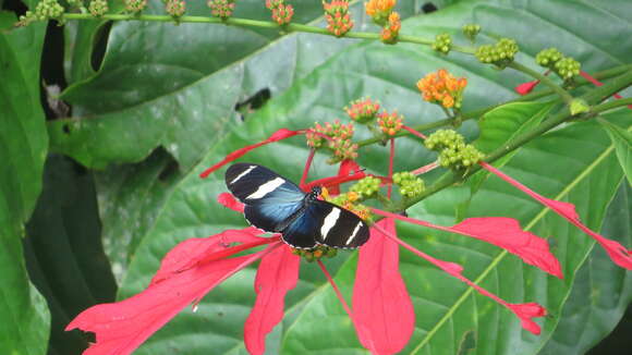 Image of Heliconius sara fulgidus Stichel 1906