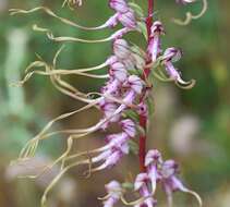 Image of Himantoglossum caprinum subsp. jankae (Somlyay, Kreutz & Óvári) R. M. Bateman, Molnar & Sramkó