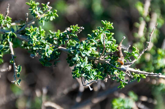 Sivun Adenocarpus lainzii (Castrov.) Castrov. kuva