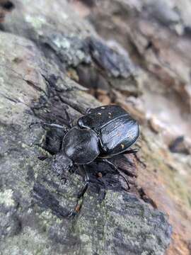 Image de Gnorimus variabilis (Linnaeus 1758)