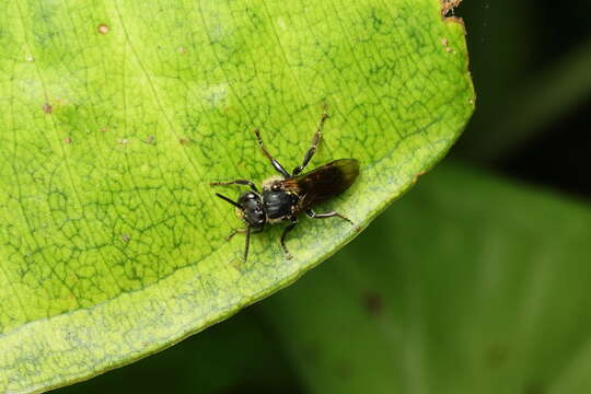 Image de Schwarziana quadripunctata (Lepeletier 1836)