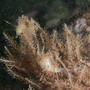 Image of horsetail hydroid