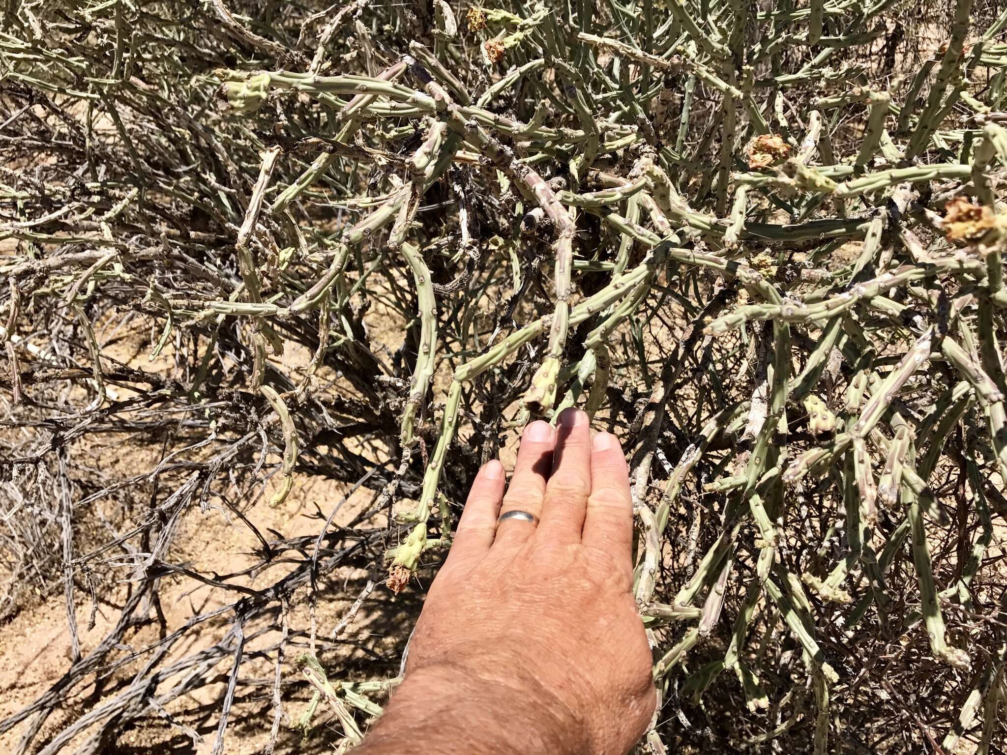 Image of Pencil Cholla