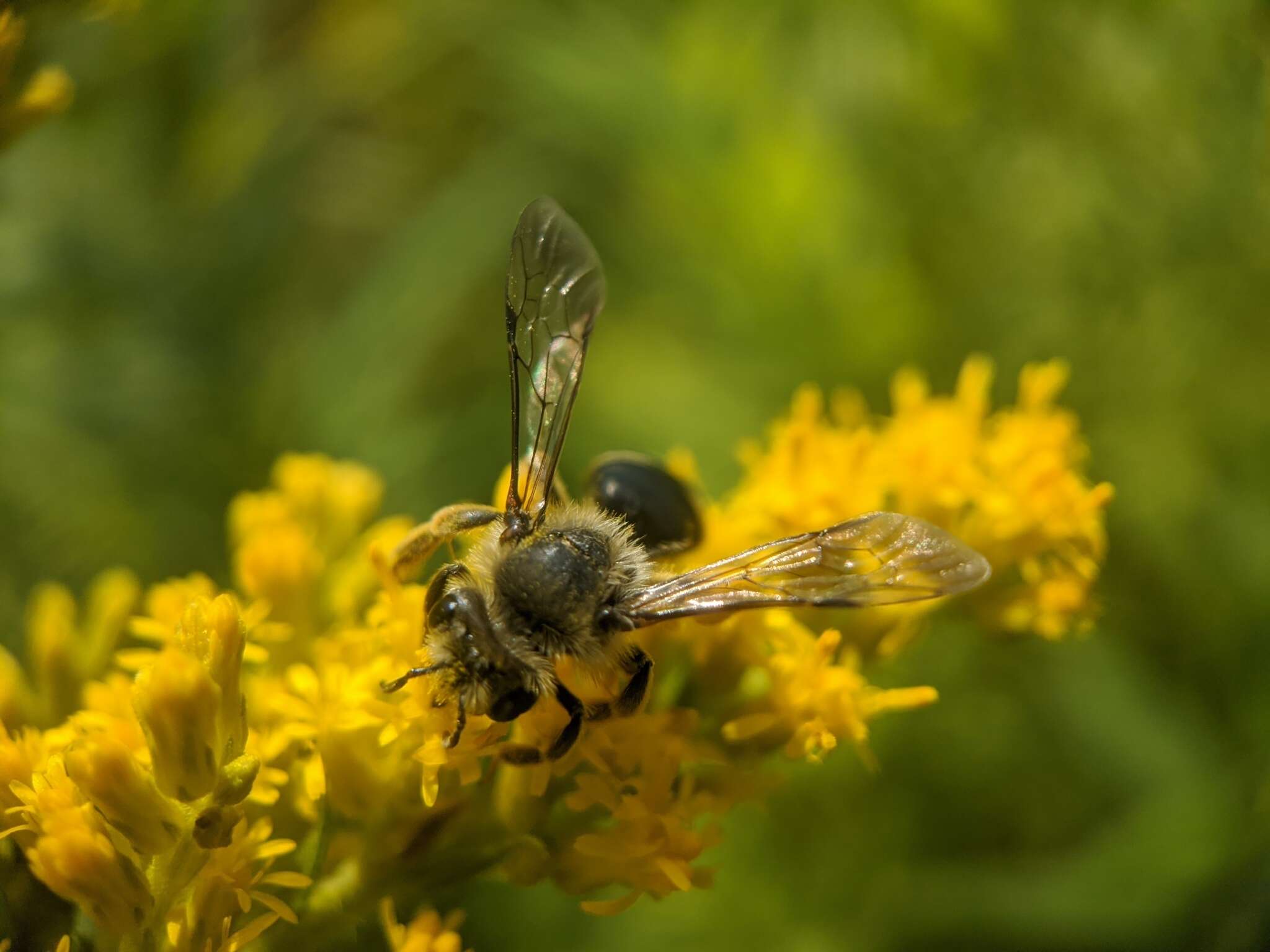 Image of Andrena braccata Viereck 1907