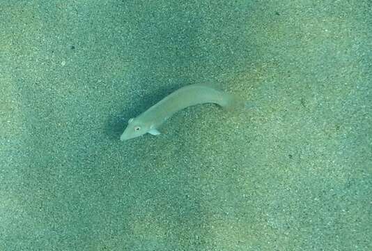 Image of Cleaver Wrasse