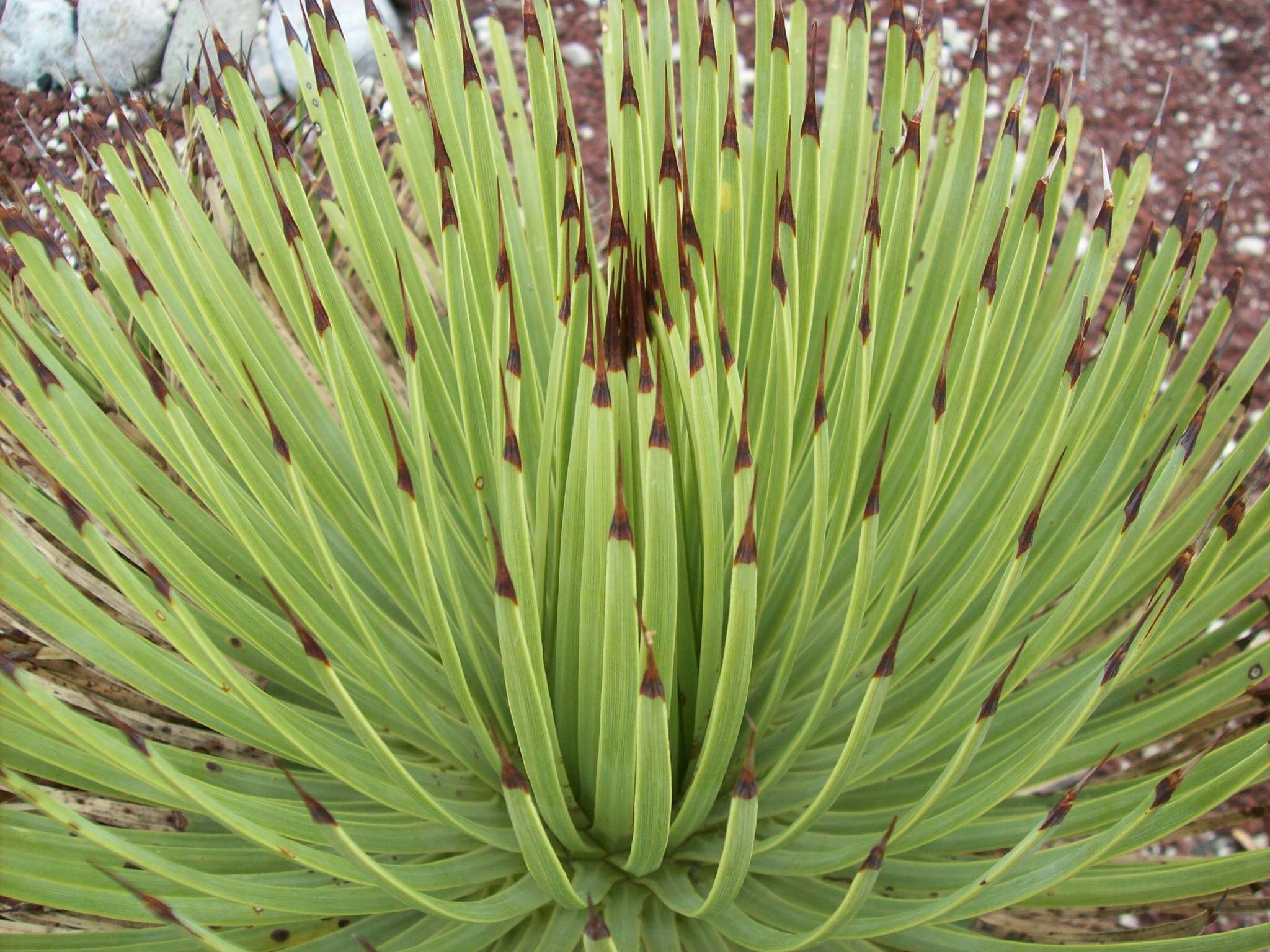 Image of Hedgehog Agave