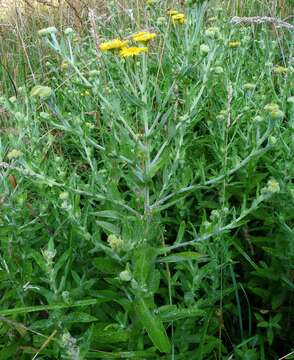 Pulicaria dysenterica (L.) Bernh. resmi