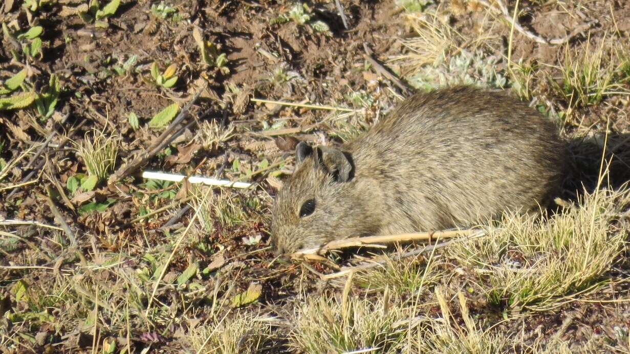 Image of Montane Guinea Pig