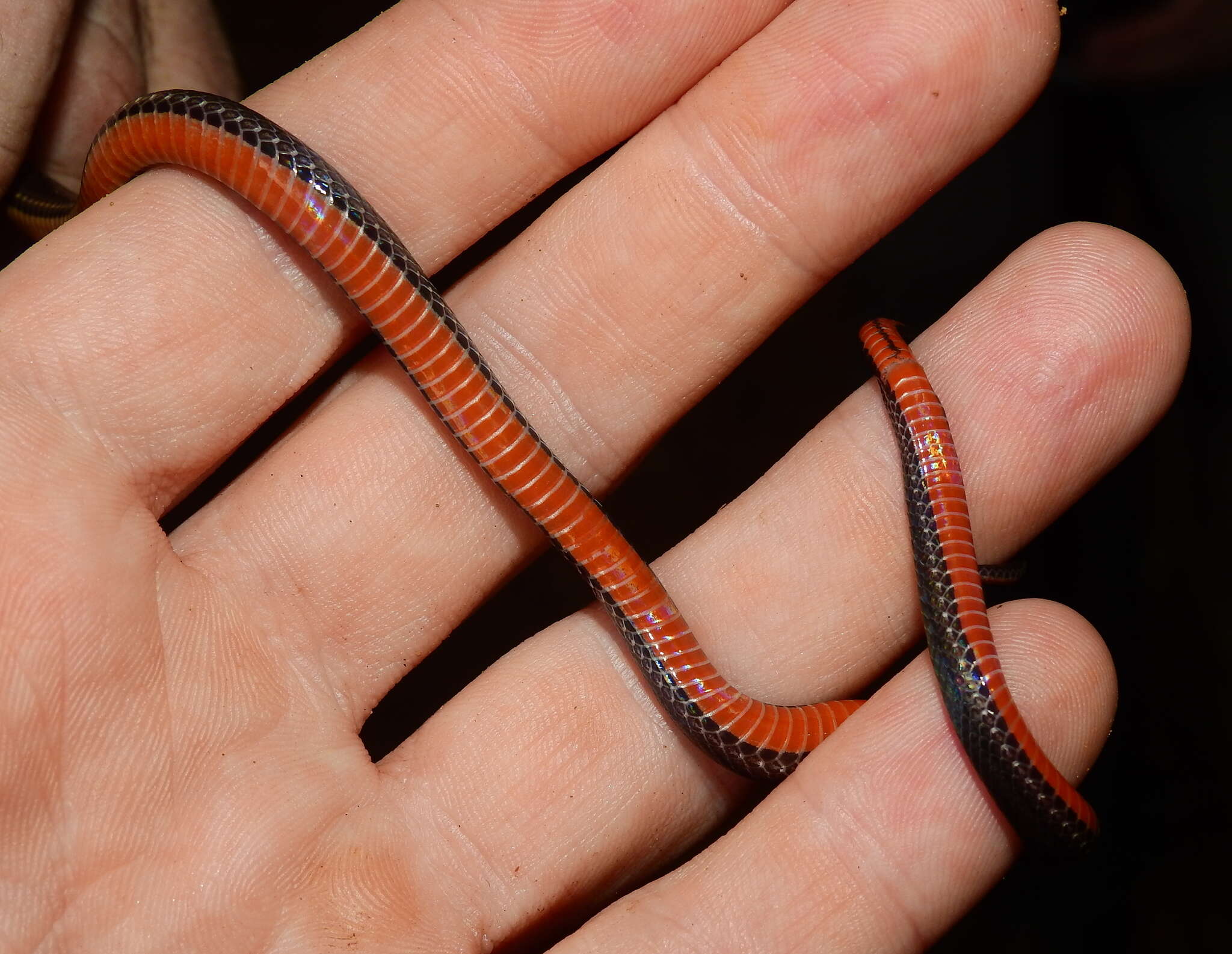 Image of Zidok's Ground Snake