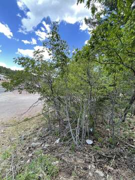 Image of New Mexico maple