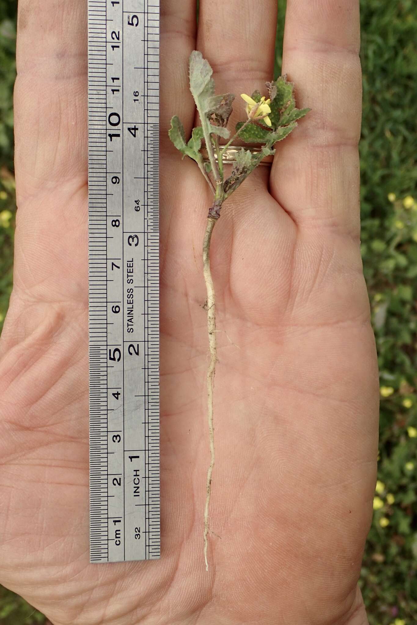 Image of Mediterranean cabbage