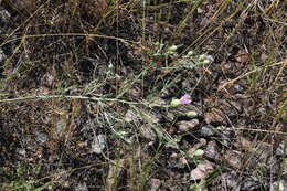 Image of Centaurea pineticola Iljin