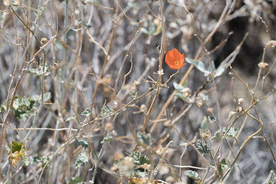 Image of desert globemallow