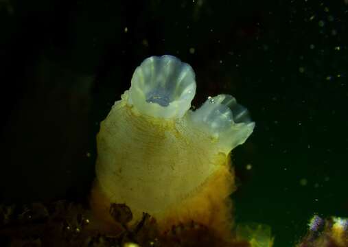 Image of Tunicate