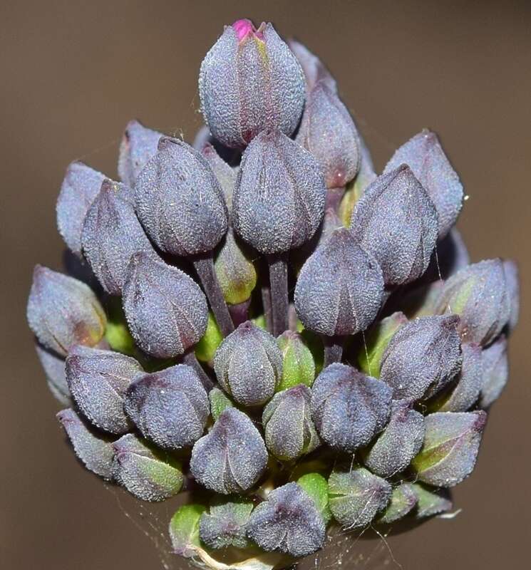 Слика од Allium melananthum Coincy