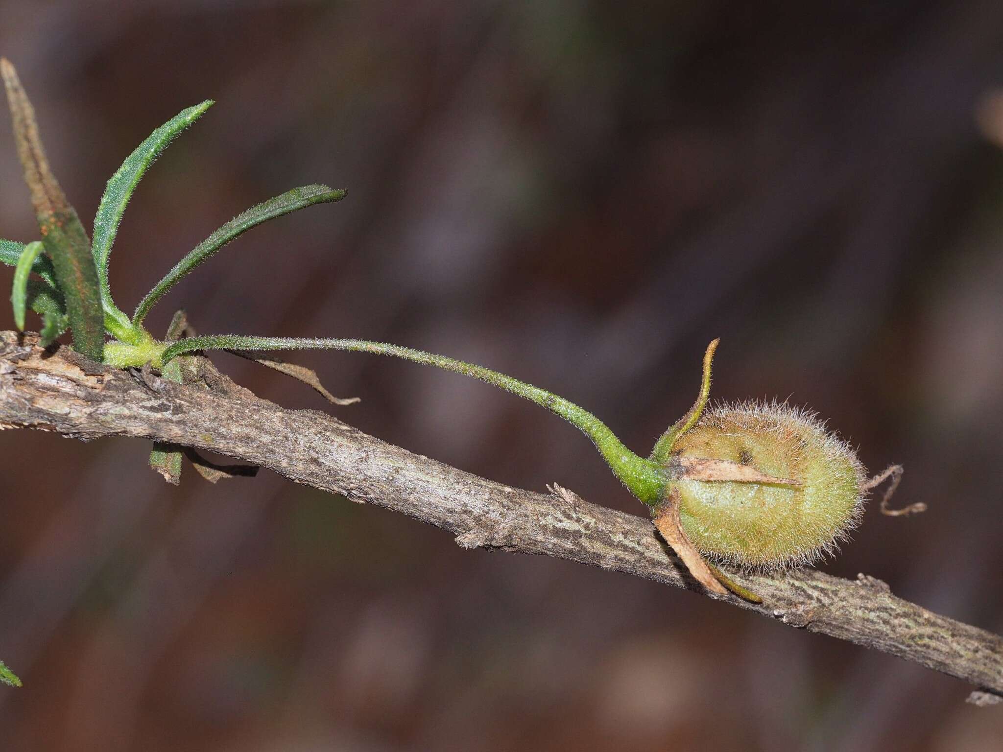 Imagem de Eremophila gilesii F Muell.