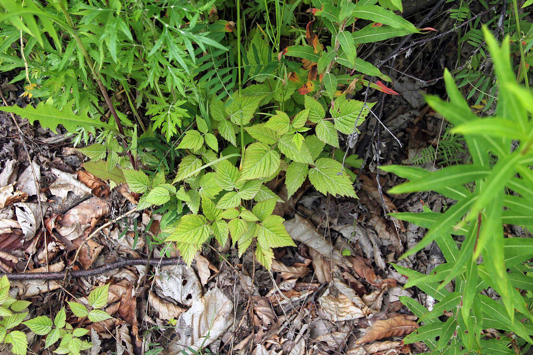 Image of Rubus melanolasius (Dieck) Focke