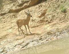 Image of Bohor Reedbuck