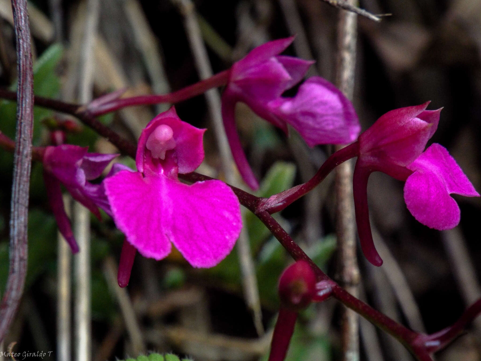 Image of Snail orchid