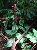 Image of Giant jewel orchid