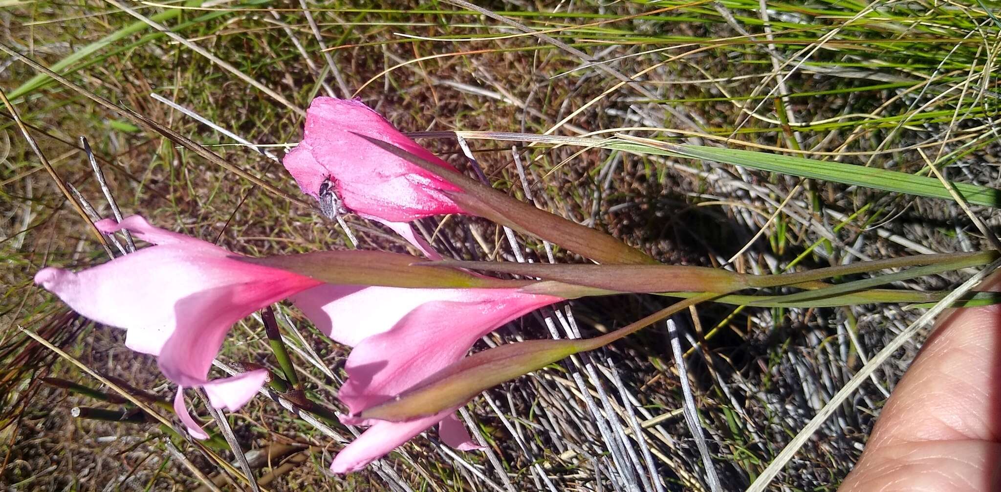 Image de Gladiolus virgatus Goldblatt & J. C. Manning