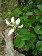 Image of Kei white bauhinia