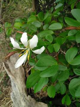 Image of Bauhinia bowkeri Harv.