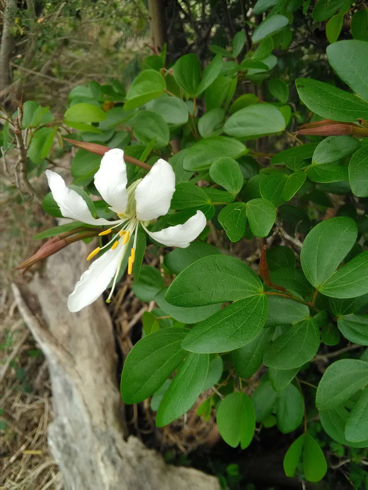 Image of Kei white bauhinia