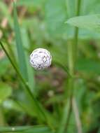 Image of sixangle pipewort