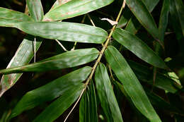 Image of Bambusa pachinensis Hayata