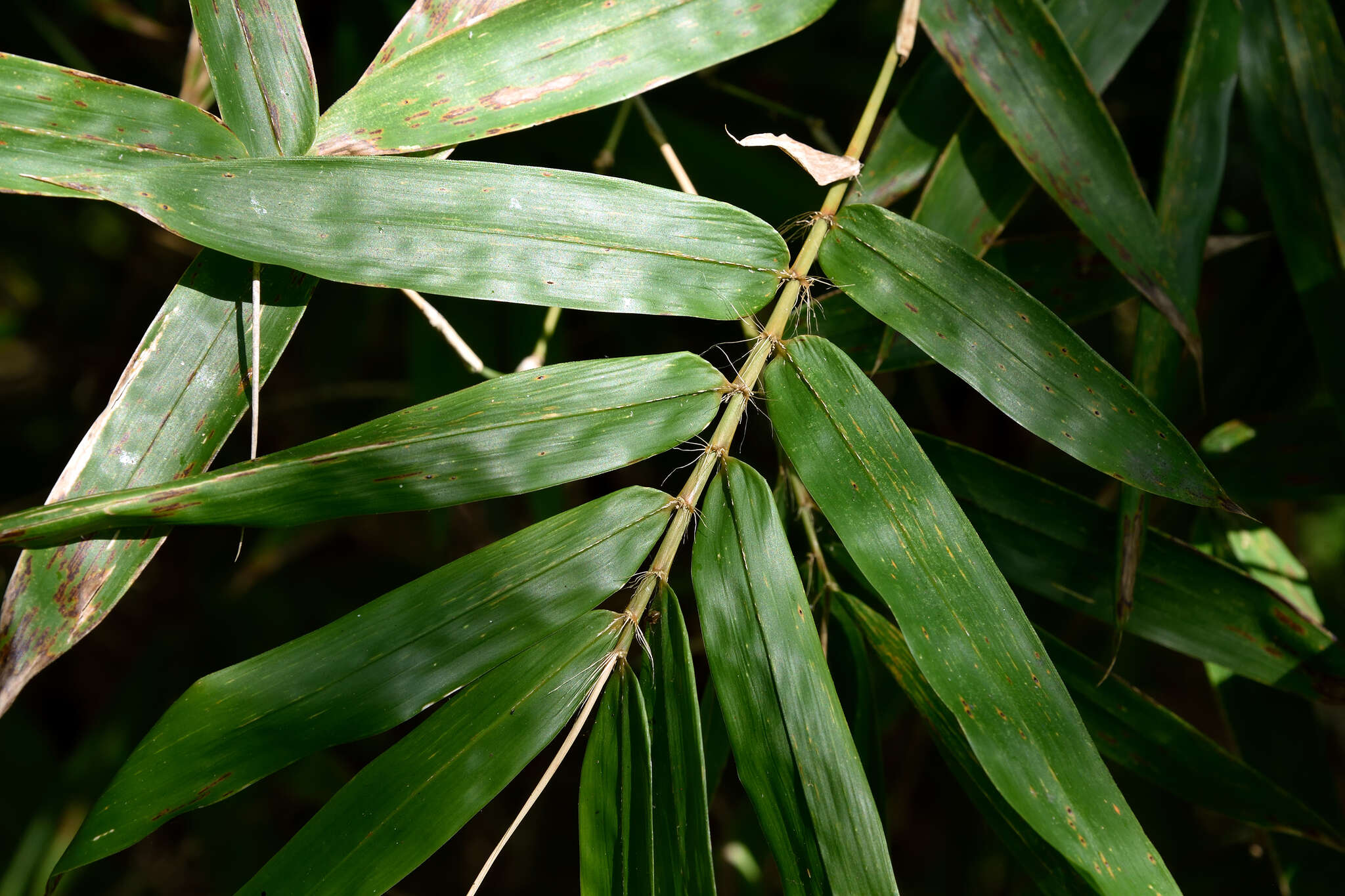 Image of Bambusa pachinensis Hayata