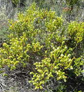 Image of Erica bruniifolia Salisb.