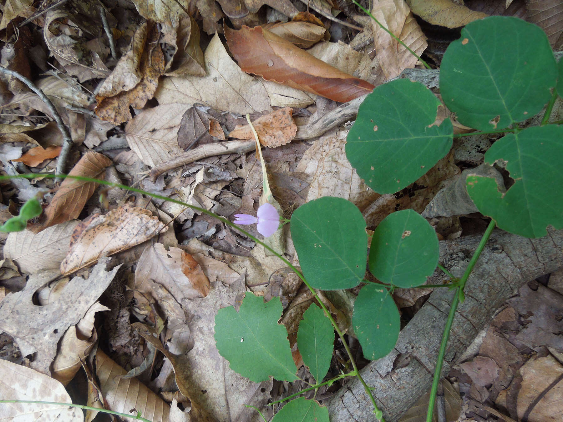 Sivun Desmodium rotundifolium (Michx.) DC. kuva