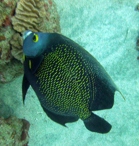 Image of Angelfish