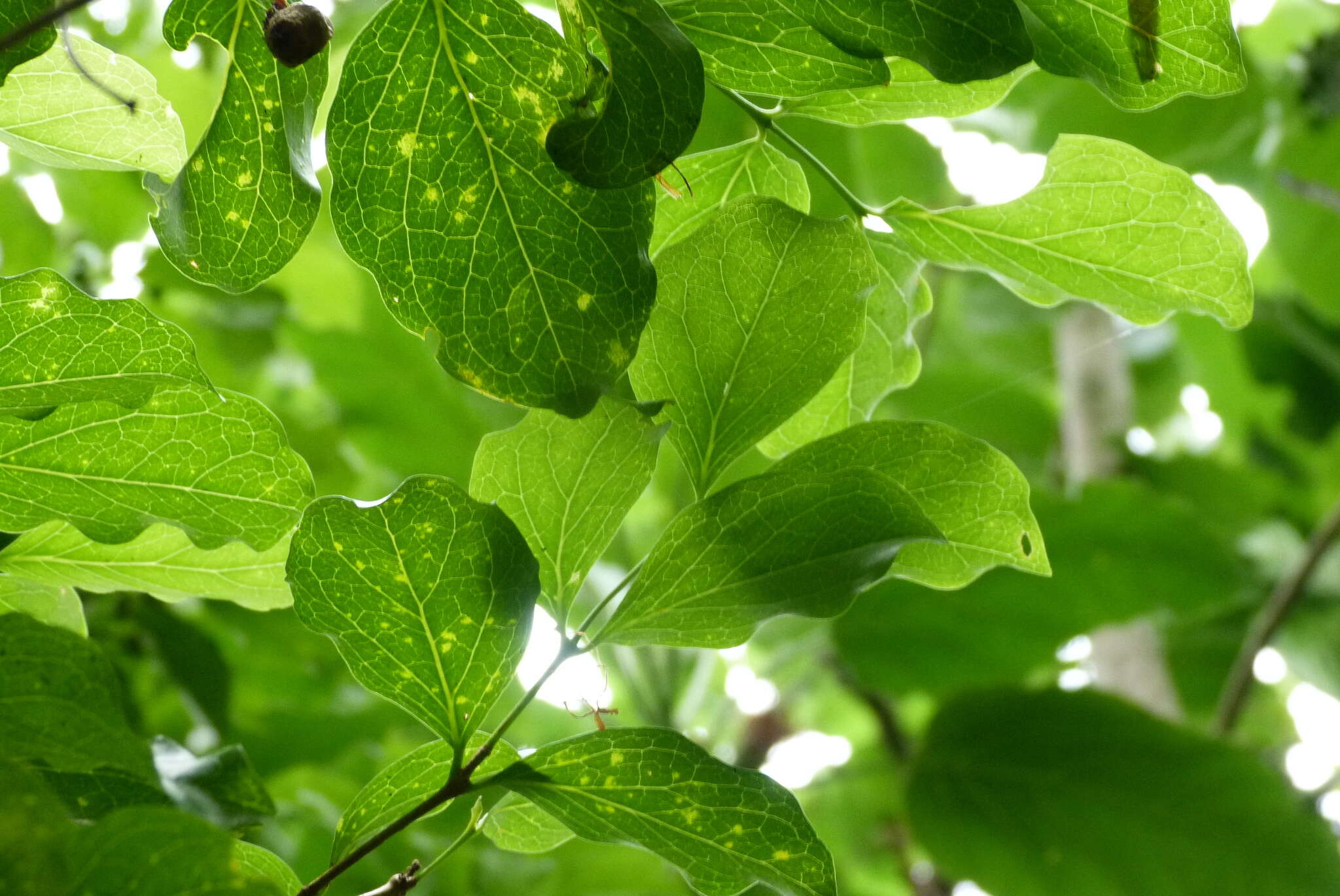 Image of Cyclophyllum