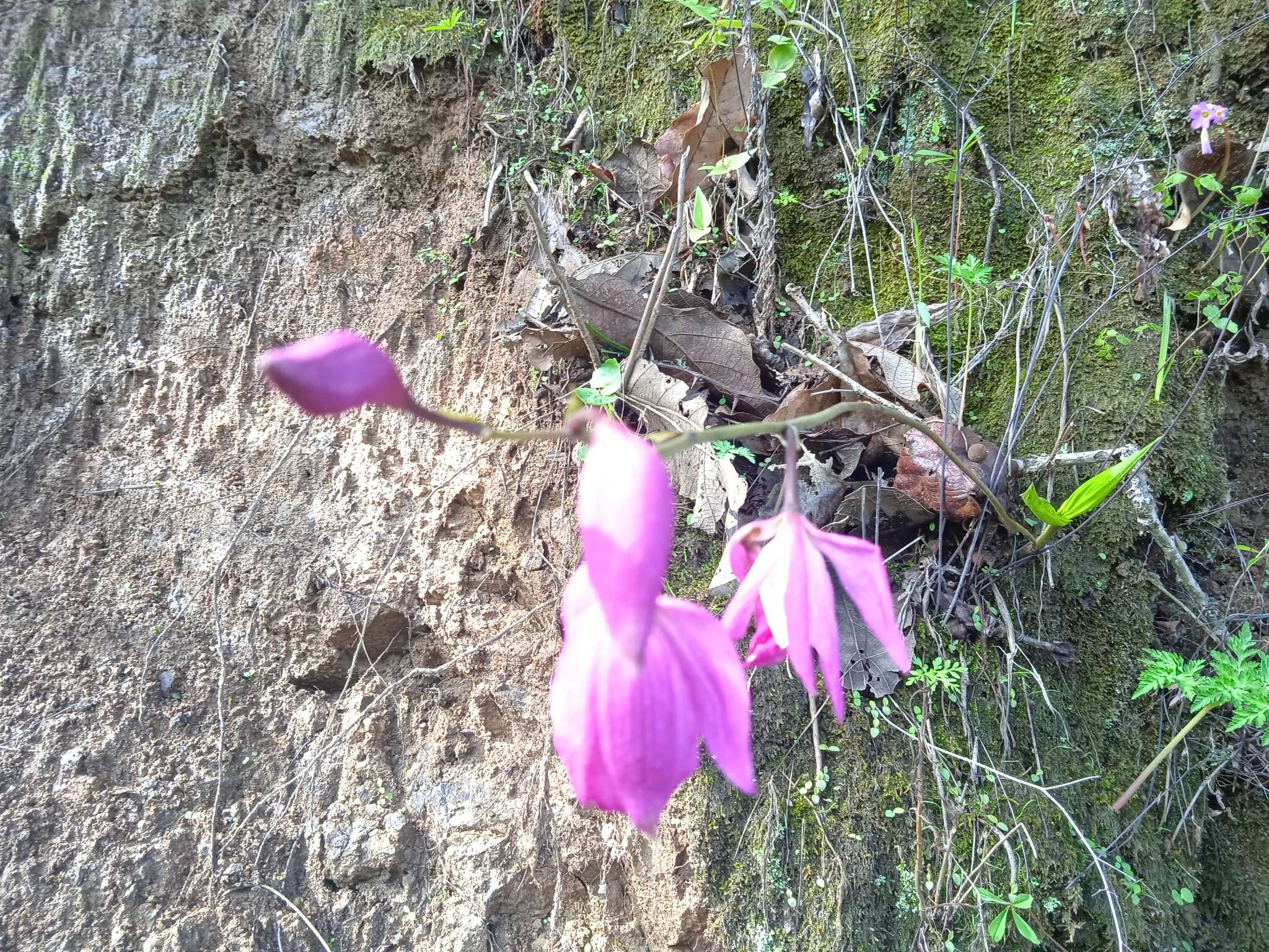 Plancia ëd Bletia macristhmochila Greenm.