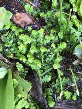 Image of Meadow Spike-Moss