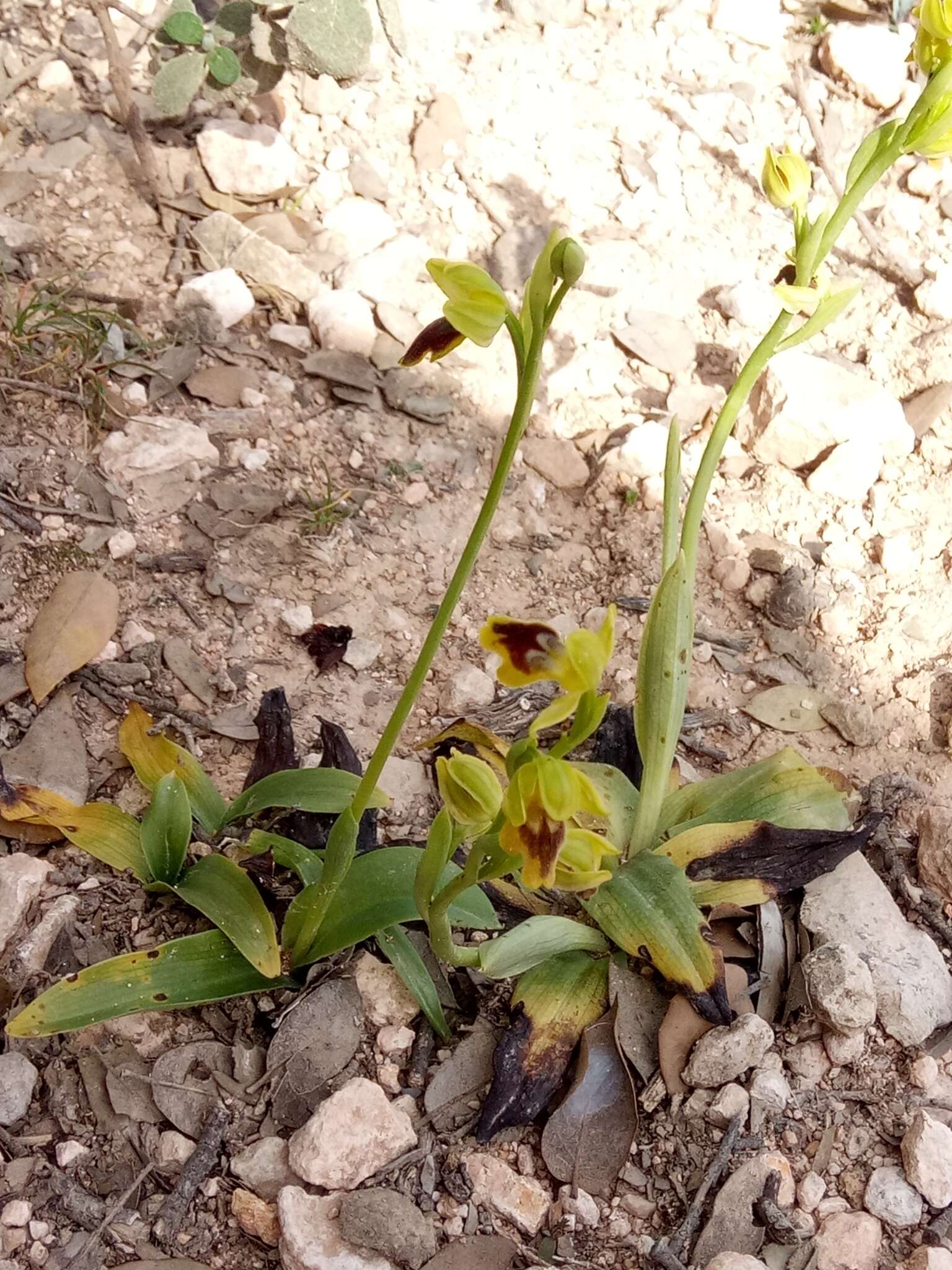 Image of Ophrys battandieri E. G. Camus