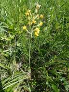 Image of Crepis praemorsa (L.) Tausch