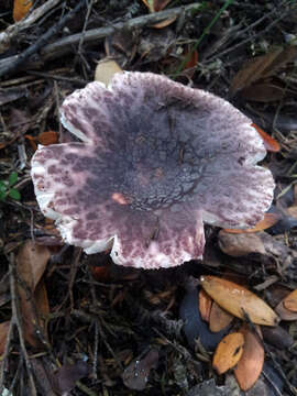 Image of Russula griseoviridis McNabb 1973