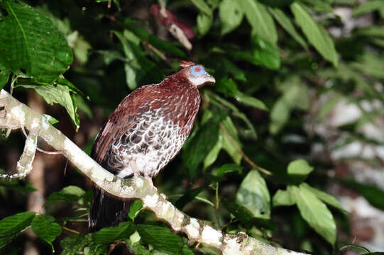 Image of Crested Fireback