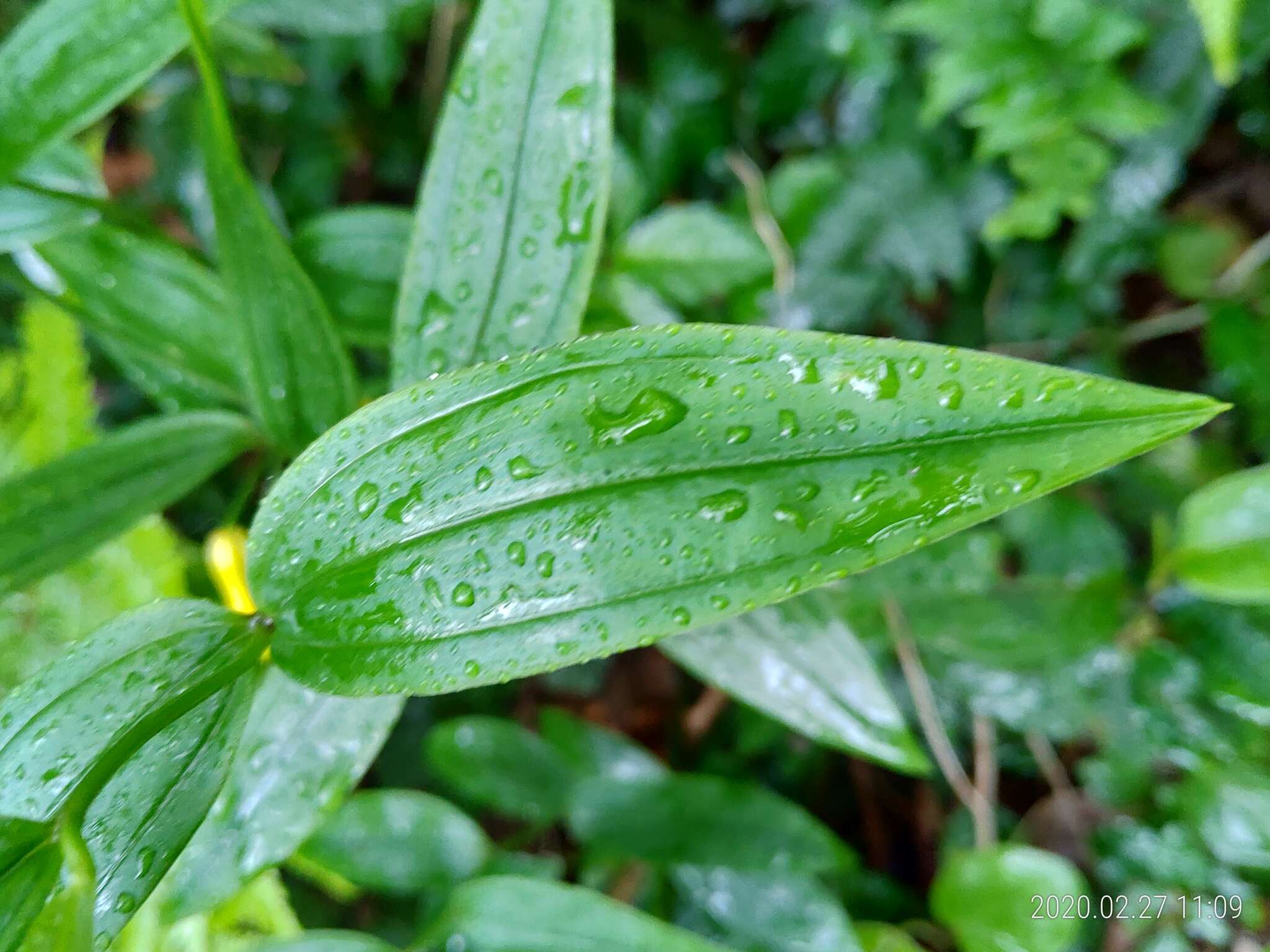 Image of Disporum shimadae Hayata