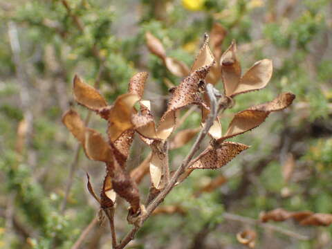 Image of Canary Island flatpod