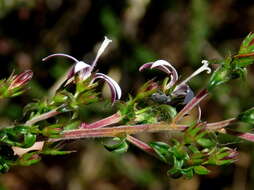 Image of Wahlenbergia tenella (L. fil.) Lammers